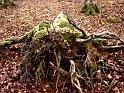 Agonia en el bosque